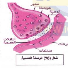 الوصلة العصبية